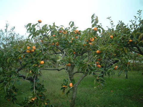エコ栽培 富有柿 石川県産 5個入り エコ栽培
