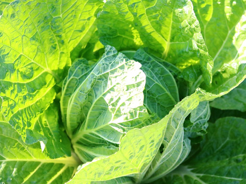 【受注収穫】奥四万十越冬白菜 お試し３ｋｇ（２玉入り） 農薬不使用 自然栽培 四万十産