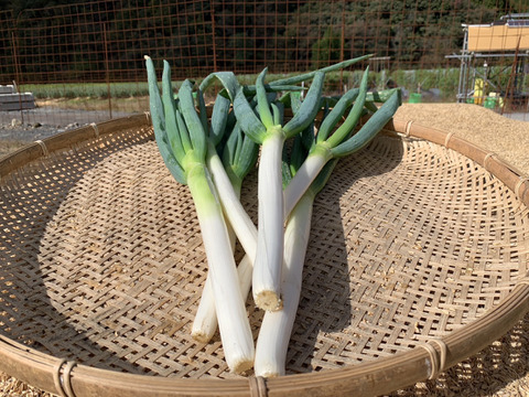 兵庫県香美町産長ねぎ2ｋｇ（箱入約15-20本）採れたてを発送《白ネギ》