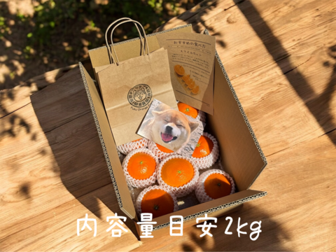 【贈答用】甘平《秀品 2kg》柑橘史上トップクラスの甘さ×“シャキッと食感”｜愛媛・西宇和産