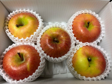【数量限定！これで今季最後です】光るりんご🍎蜜がたっぷりこうとく『大玉こうとく』５個入り