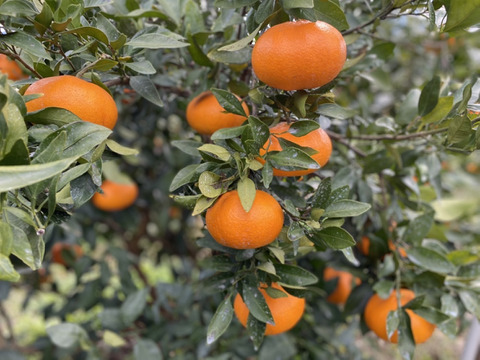 愛媛の甘平☆混合サイズ☆ご家庭用☆⒉5㎏