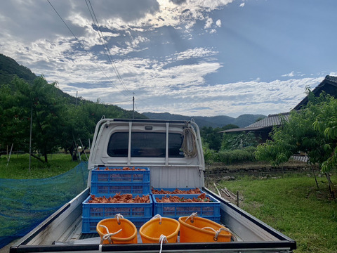 岡山県産【人気三品種】柔らかい白桃ご家庭用約2kg6〜8個入り