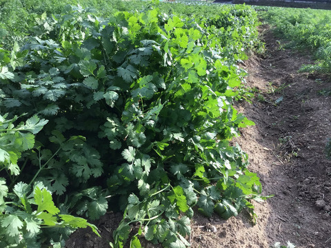 【香り高い！】パクチー