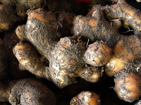 【つちなし】パンチのきいた辛さ！大きめサイズの親生姜１キロ