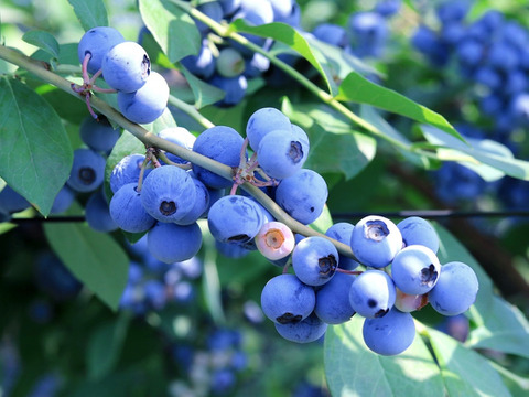 【樹上完熟】南国土佐 完熟生ブルーベリー１ｋｇ 農薬不使用 自然栽培 四万十産