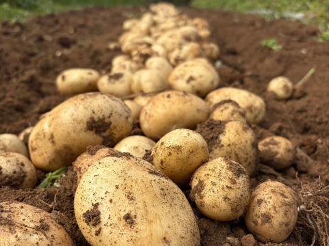 いつものごはんが、少し楽しみになる。島じゃがいもの食べ比べ｜デジマ&グラウンドペチカ ５kg詰め合わせ
