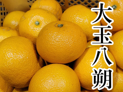 【八朔(はっさく) 大玉3Lサイズ以上 ご家庭用 8kg】