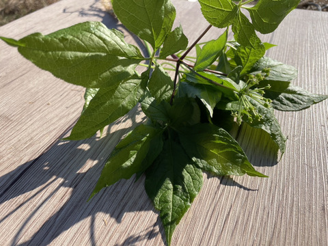 葉まで丸ごと！農薬不使用『高麗人参』10本セット