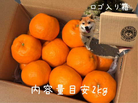 【プチプチ食感♪＆種なし】太田ぽんかん《ご家庭用 2kg》｜サイズ混合｜愛媛・西宇和産