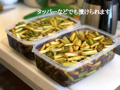 (100)信州産 [レシピ付] 漬物以外もアレンジ自在！春の野沢菜