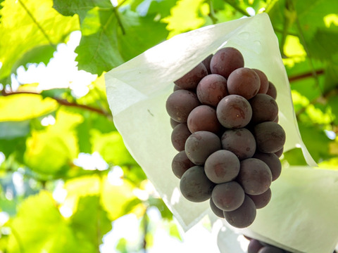 【樹上完熟】粒ぶどう３種食べ比べ詰め合わせセット 農薬不使用 自然栽培 四万十産