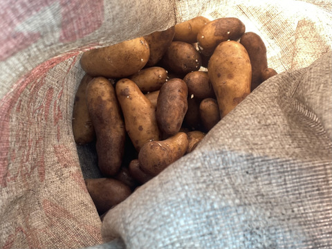 【有機】甘みとろける！越冬熟成ジャガイモ『メークイン』2kg