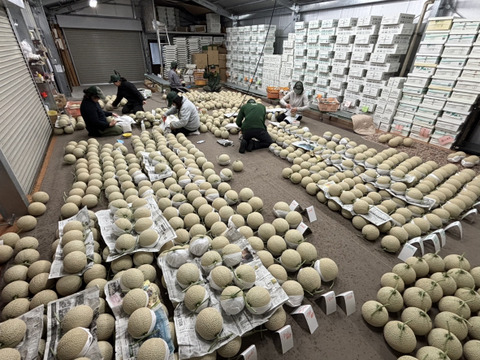 【ひとりじめメロン】6玉で7kg高糖度マスクメロン