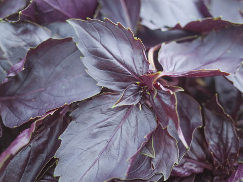 採れたて！新鮮ダークオパールバジル 300g 【農薬化学肥料不使用】