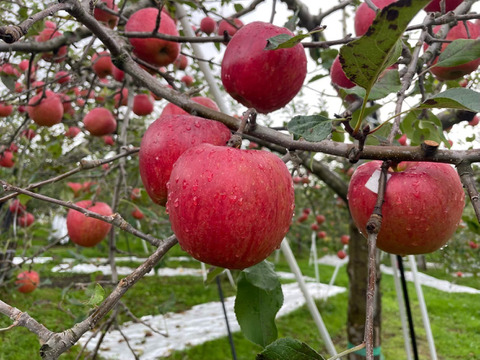 🍎シナノスイート🍎約3キロ箱(家庭用)9〜11玉 ID296866 甘い りんご