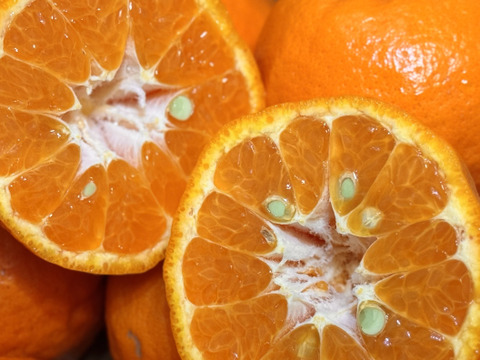 濃厚な味と香り＆種あり】今津ぽんかん《ご家庭用 5kg》｜サイズ混合