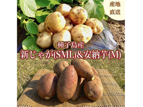 【期間限定】種子島産 新じゃが(S・M・L)＆熟成安納芋(Mサイズ)｜合計 4kg 旬の味わいセット🍠🥔