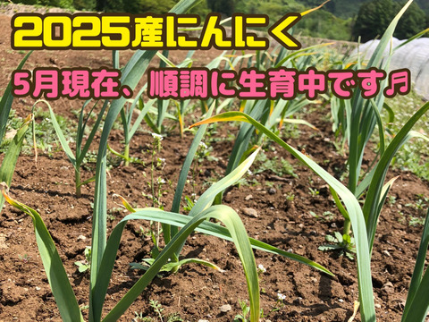 【予約限定販売】【農薬・化学肥料不使用栽培】青森県産　2024年産　生にんにく　1kg