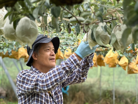 ジューシー・なめらか・濃厚！西洋梨《シルバーベル》 約2kg 4～6玉入 光センサーで糖度14度以上を確認済