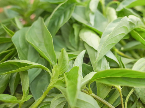 採れたて！新鮮ライムバジル 100g 【農薬化学肥料不使用】