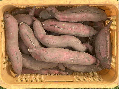 訳あり】あまはづき（4.5kg）｜特大サイズ｜規格外｜B品｜栽培期間中