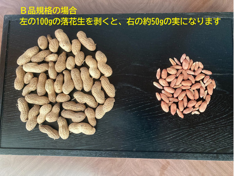 【規格外・B品】乾燥生落花生900g【ジャンボピーナッツ・極大粒・殻付き】【農薬・化学肥料不使用】【天日乾燥】【令和7年・岐阜県産】