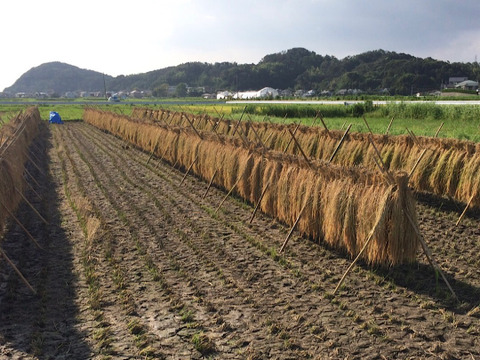 農薬・肥料不使用、天日干し
コシヒカリ(白米4kg＋玄米4kg)令和5年産
🌾潮風はざかけ米