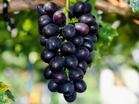 【マスカットノワール3房/約900g】