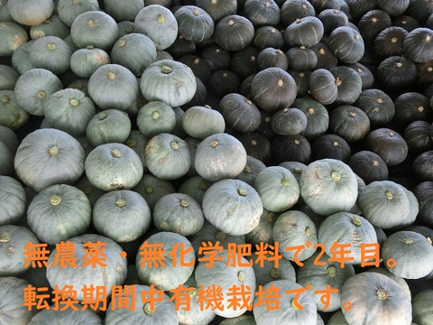 富良野産　かぼちゃ詰合せ　5ｋｇ　【有機栽培】