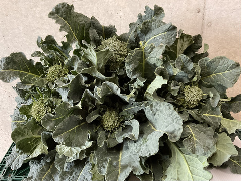 3月予約増量　【大好評😀】糖度が　グッ　とあがった　『春の茎ブロッコリー（アレッタ）』　1200g→1300g” from 名水の里　神奈川県秦野市