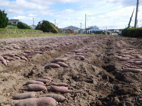 自然栽培さつま芋「べにはるか10kg」（小～中サイズ・焼き芋に適した蜜芋タイプ、栽培期間中農薬・肥料不使用）