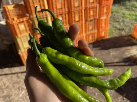 【今年最後の夏野菜】とりきり甘長ししとう1キロ（70本〜80本）
