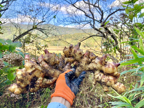 【残りわずか】農薬不使用 土佐四万十生姜 1kg