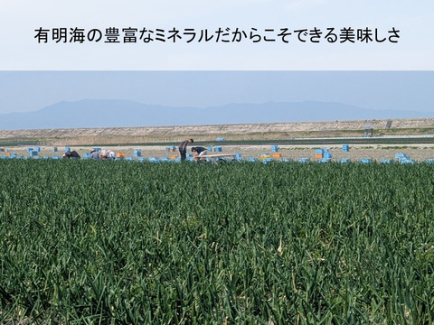 新玉ねぎ ジューシーかつ甘い！佐賀県産玉ねぎ 極早生『貴錦』L5kg