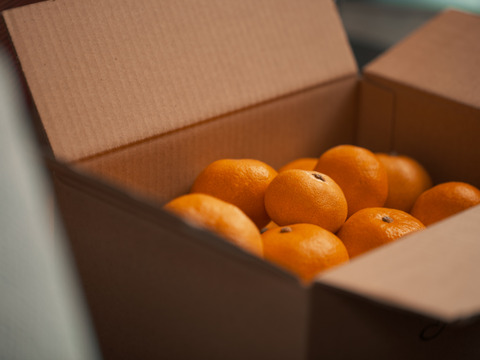 【大容量お得パック】20％OFF！さなえみかん 5kg（50個程度）