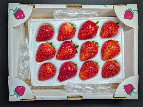 (1P)約460g★特価300円値引【いちご・とちあいか】★甘さ増量●お手頃価格●栃木県産いちご●お届け日指定可