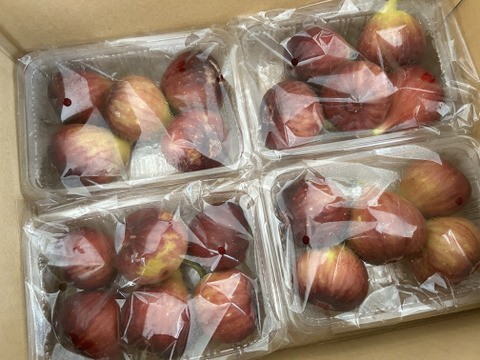 【ファン600人達成割400円off】ギュギュギュッと詰まった魅力フルーツ【いちじく】4パック（本州の方限定）