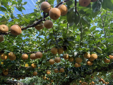 新高梨 あきづき梨 食べ比べセット 栃木産　3キロ(5-6個)