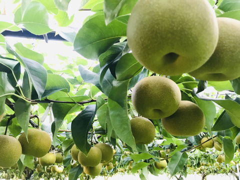 【ちょっとだけ訳ありですが良品です‼️】幸水梨5kg(12-16個入)甘くてとってもジューシー‼️少しの汚れや変形で、贈答用に入れなかった梨たちの詰め合わせ、味は贈答用とほとんど変わりません‼️