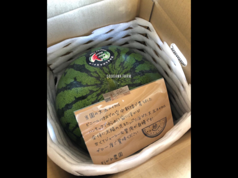 【夏ギフト】贅沢な甘さとシャリ感『空中育ちの大玉すいか』６kg　１玉
