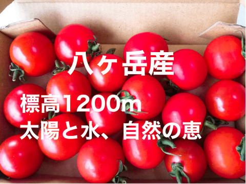 【お試し市3】コクトマ! こくがあって味濃いめ 八ヶ岳産ミニトマト ミニ箱入(箱込約150g) 初めての方や一人暮らしの方におすすめ!