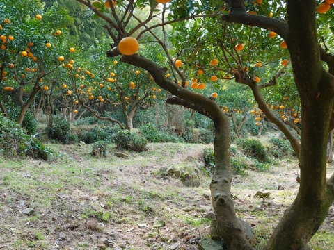 爽やかな香りと瑞々しさ！木成り完熟甘夏（5kg）