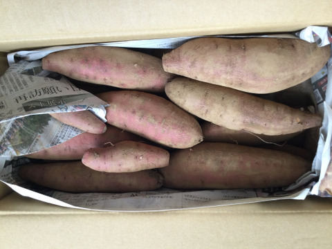 希少！新品種?】熟成栗かぐや土付き（Mサイズ3kg）：千葉県産の栗 