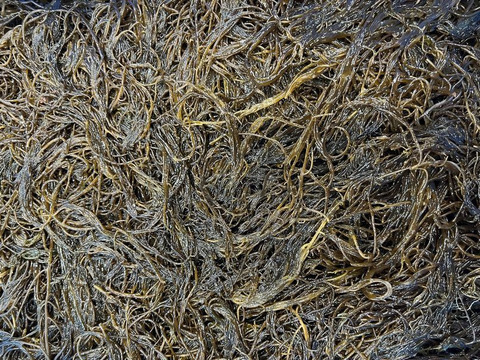 もずく　一度食べてみて下さい‼️⭐️感動する美味さです⭐️青森県　津軽海峡産　500g 
モズク