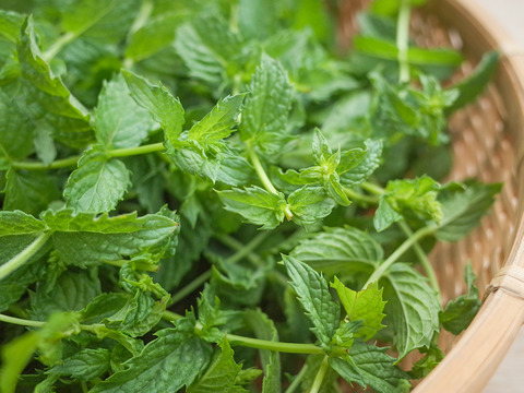 採れたて！新鮮ペパーミント 100g 【農薬化学肥料不使用】