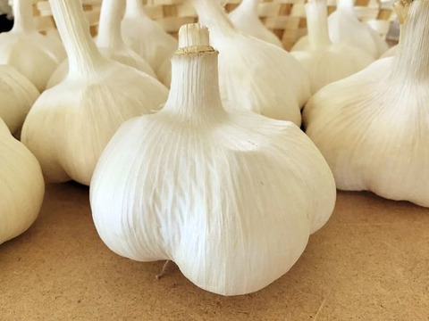 青森県平川市産にんにく500g