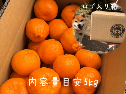 【プチプチ食感♪＆種なし】太田ぽんかん《ご家庭用 5kg》｜サイズ混合｜愛媛・西宇和産