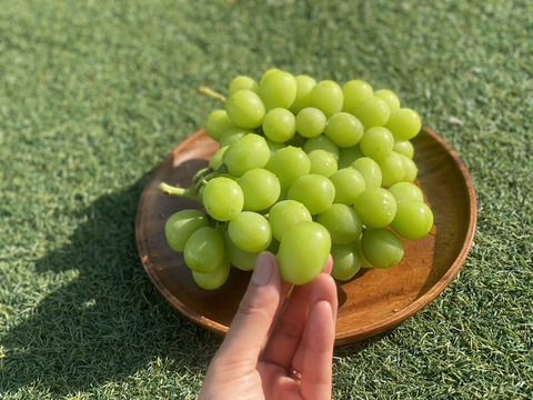 【数量限定】むぎゅっと濃い果汁！シャインマスカット２房(本州限定）