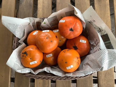 【希少3品種　柿食べ比べセット訳ありお値打ち1.2㎏】愛秋豊・太雅・太豊(栽培期間中　農薬不使用)